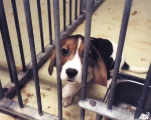 NAVS beagle UK_drug toxicity testing
