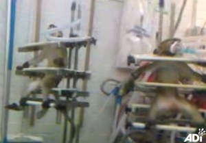 NAVS Huntingdon Life Sciences restraint