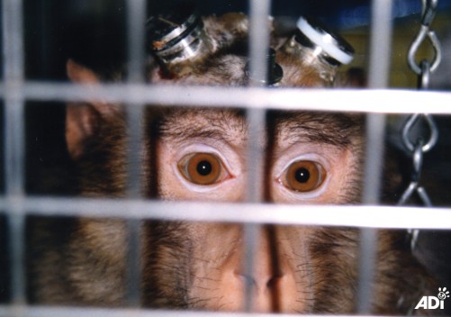 NAVS Institute of Neurology primate2_moderate