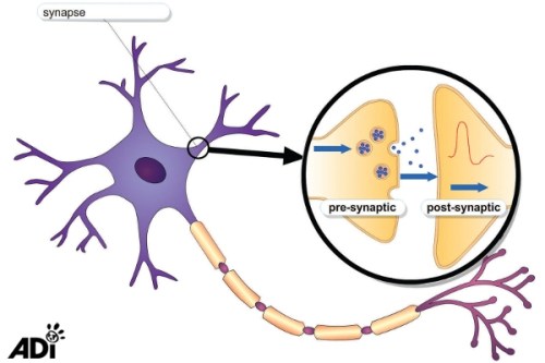 navsweb_prop_neuron03_img copy